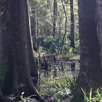 Swampy area on a tract near Rowesville, plenty of large Tupelos, cypress and willow oaks.