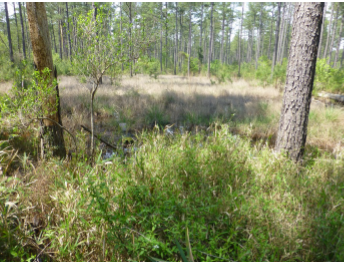 Wildlifehabitat Grassland Bishopville