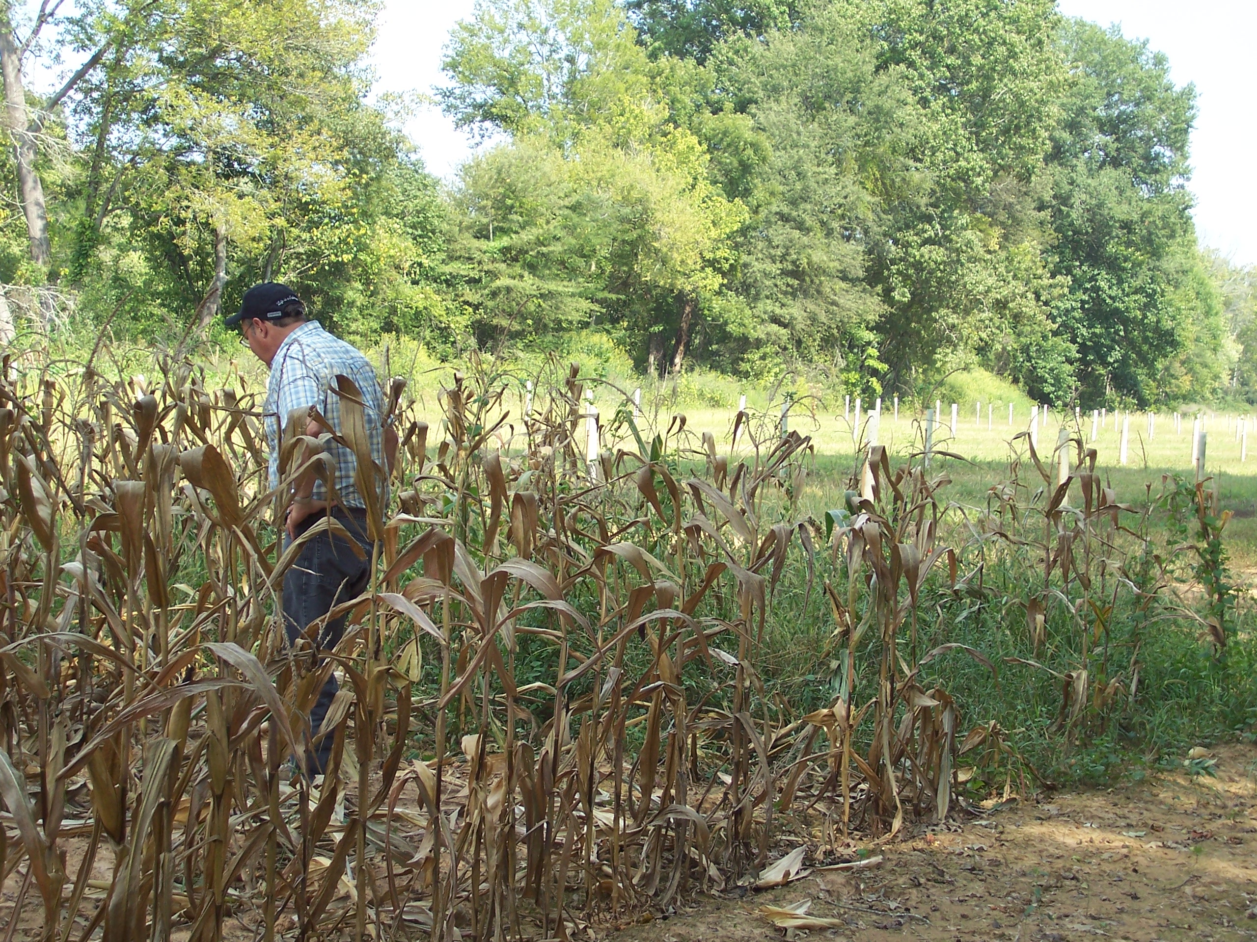 Corn Field With Swamp Chestnutt Oaks In Background 12