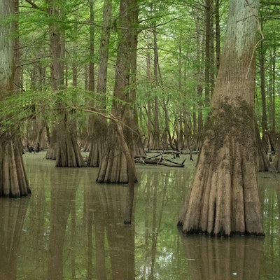 Cypress Swamp | Photo by Zach Steinhauser