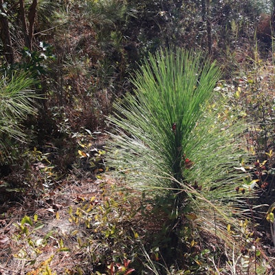 The longleaf pines planted a few years back on one property are doing well.