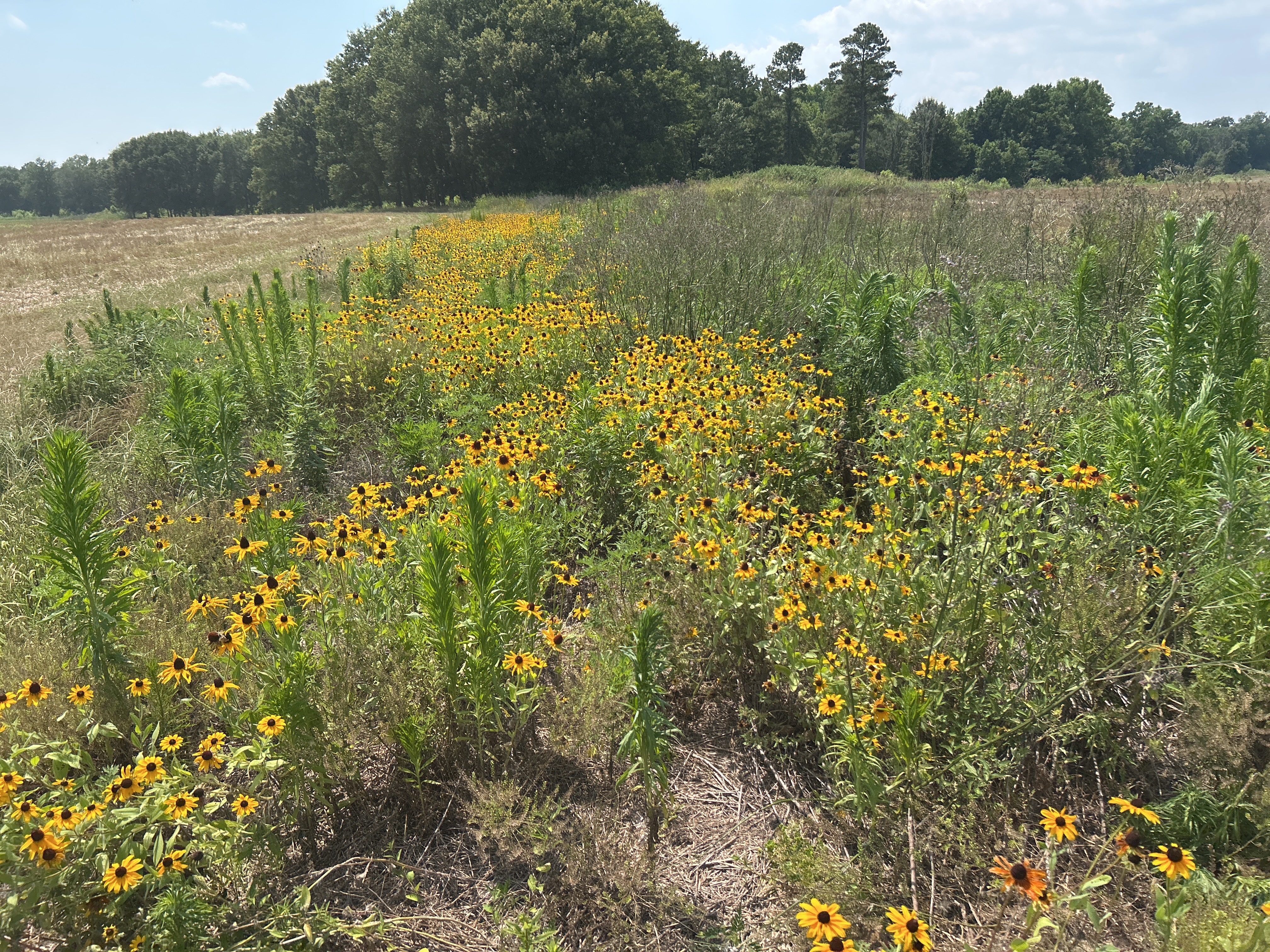 Rainbow Farms 2025 6 25 29