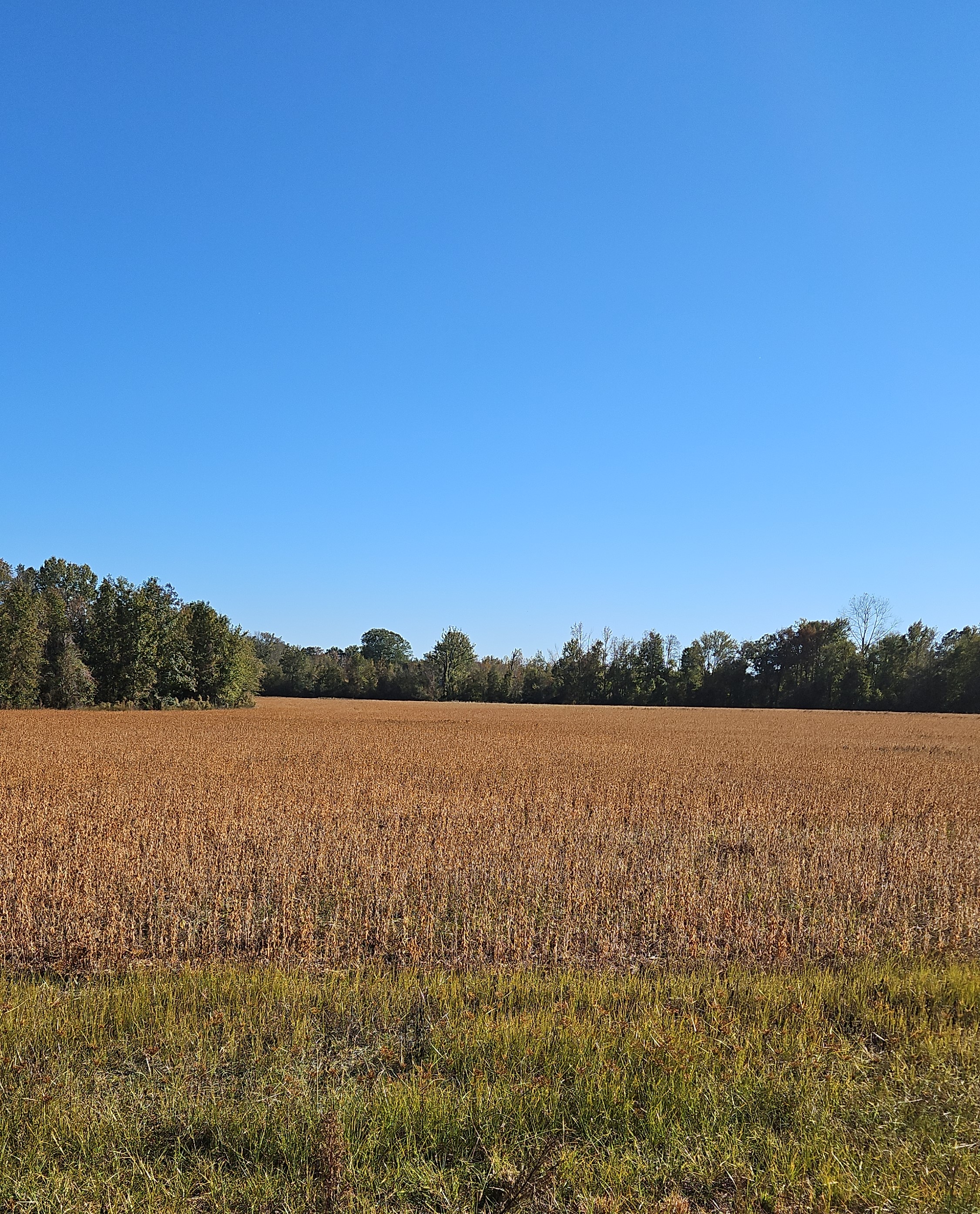 Back Swamp 2023 11 2 28 5