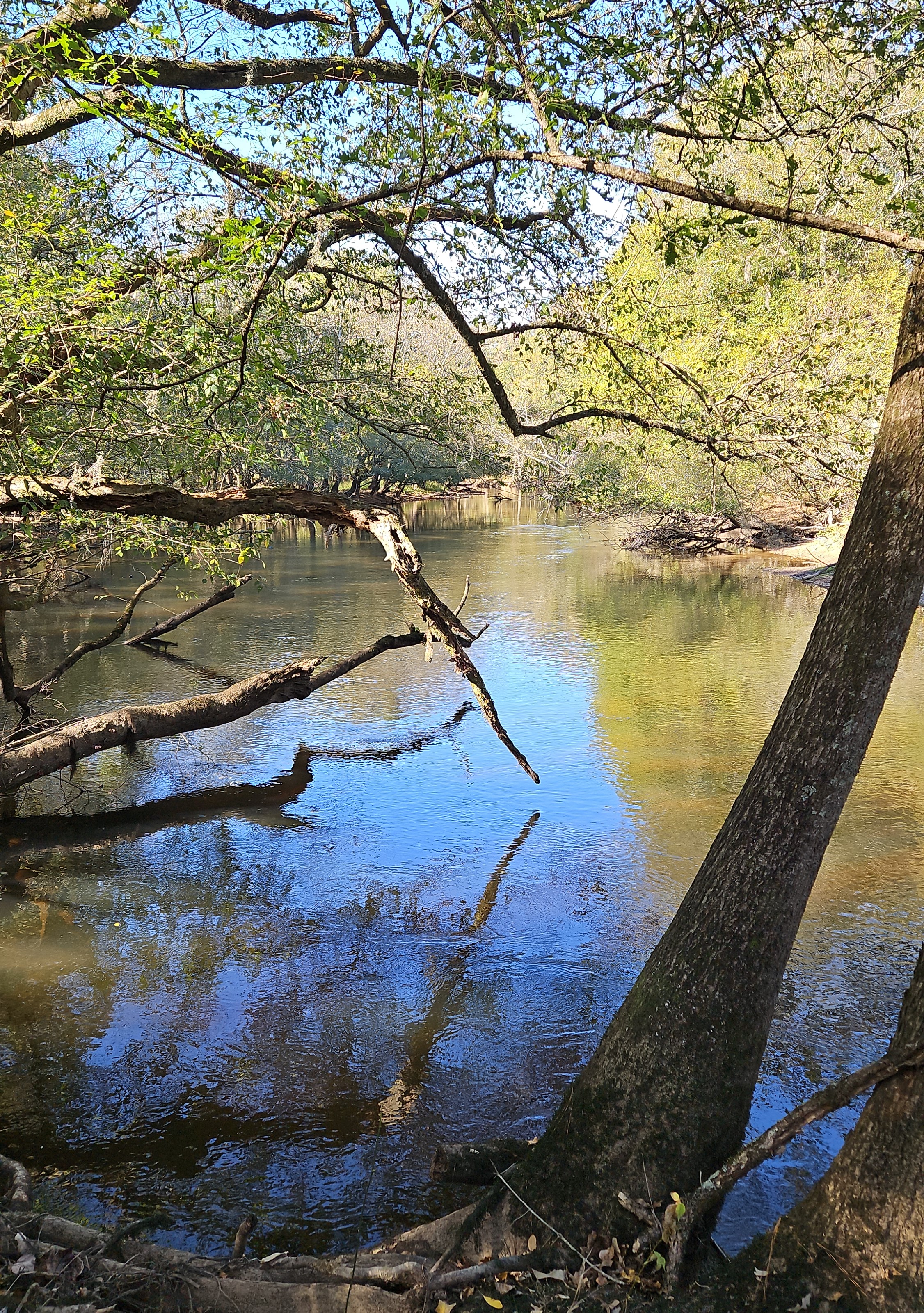 Back Swamp 2023 11 2 05 3